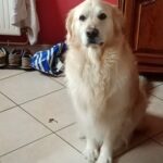 dog sitter garde de chien à domicile à Lyon et Villeurbanne