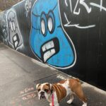 dogsitter Lyon promenade de chien Villeurbanne