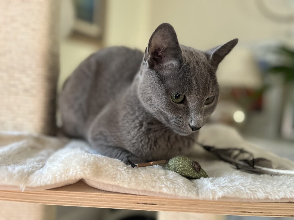 galipetsitterlyon catsitterlyon petsitter