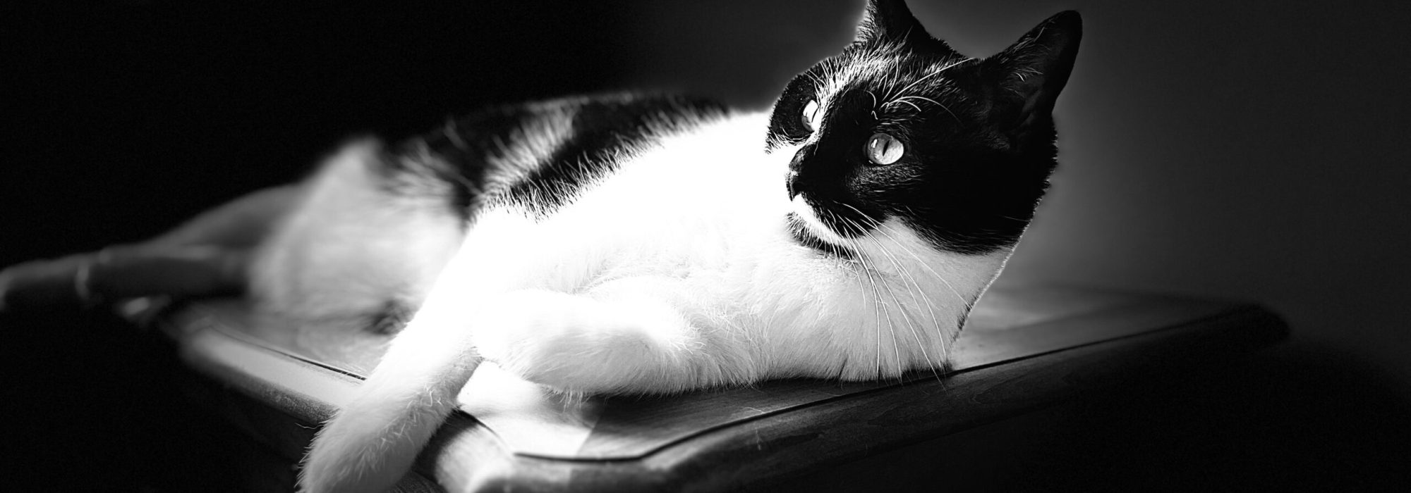 catsitterlyon galipetsitterlyon petsitterlyon